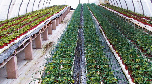 Montiertes Tropfsystem BOA