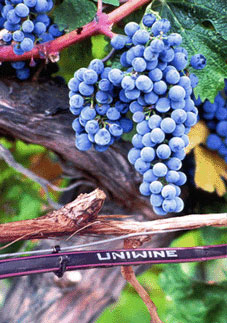 Druckkompensierendes Tropfrohr UniWine