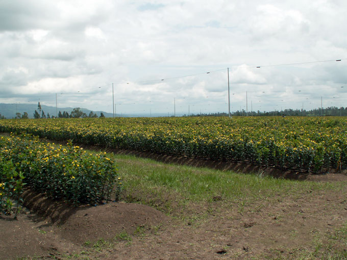 Hypericum Farm